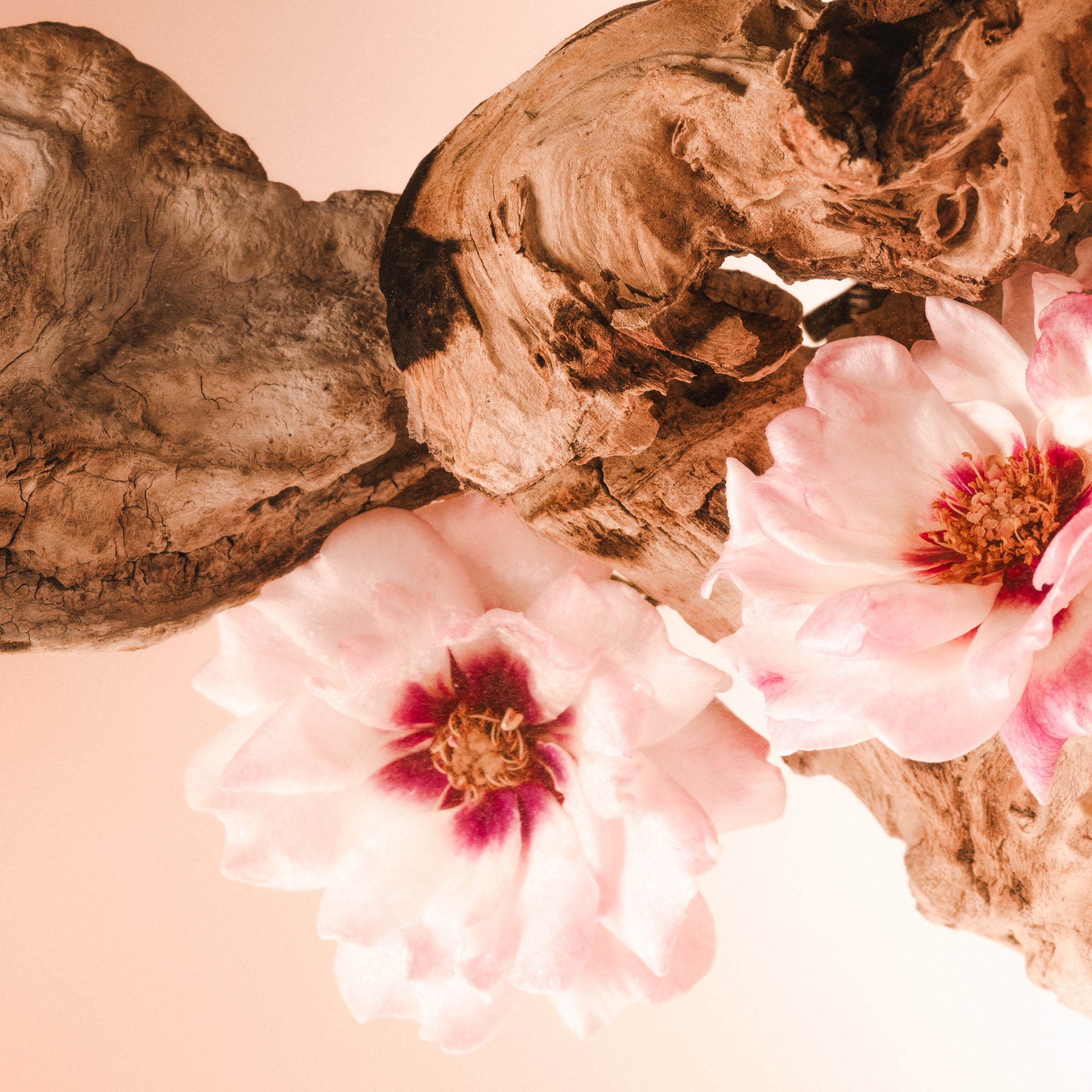 SALTAIR-SPF-BODY-OIL-SANTAL-BLOOM-BOTANICAL-01-CARL-OSTBERG_1_919e9779-42b7-40dd-8b2b-1ac050eea066_3000x.jpg
