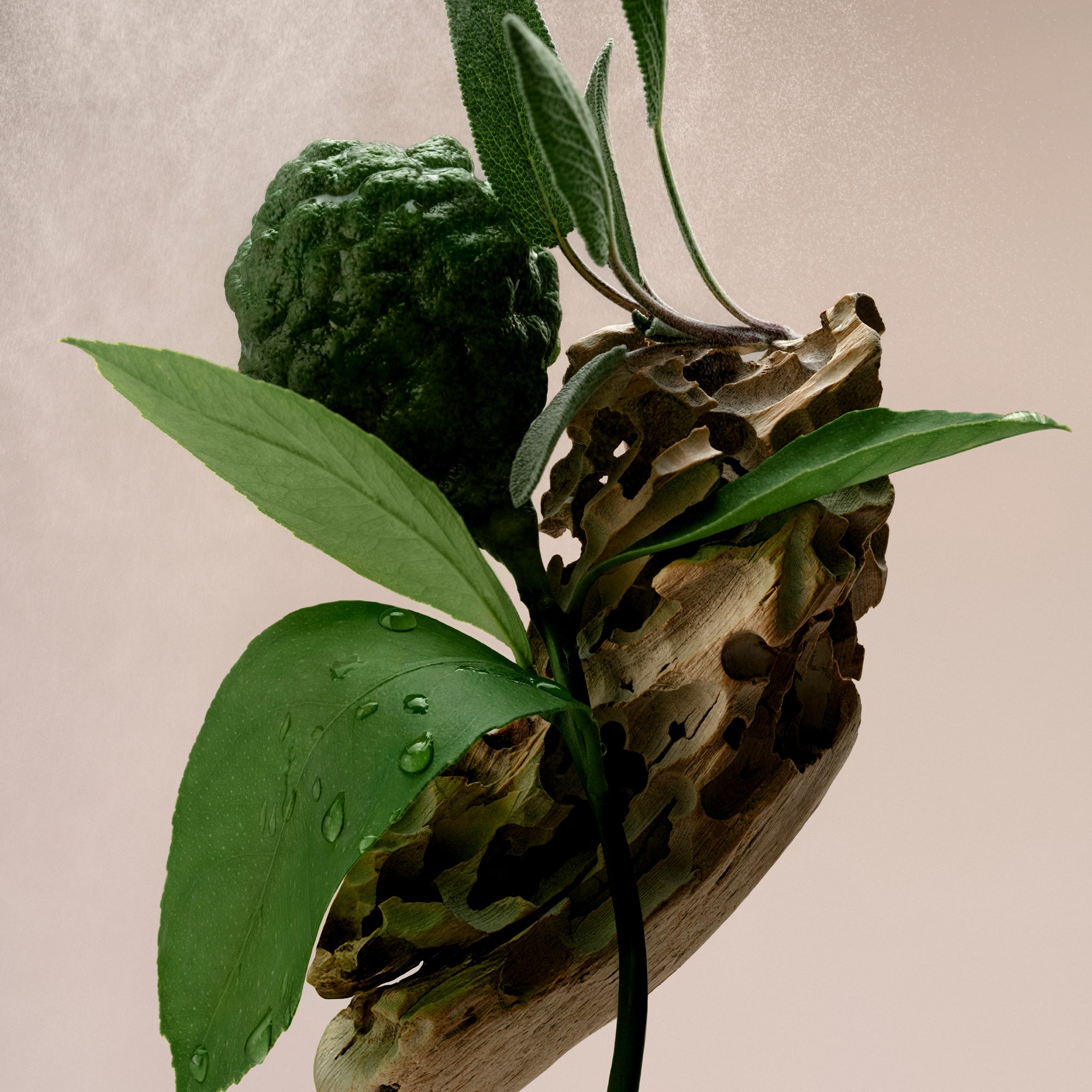 SLTR_PDP-DW_BM_BOTANICAL_6_81c63f6b-4c66-4092-891f-546770c10198_3000x.jpg